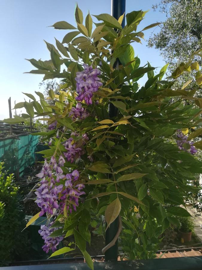 Casa Vacanza L'Ulivo Villa Sorrento Eksteriør bilde