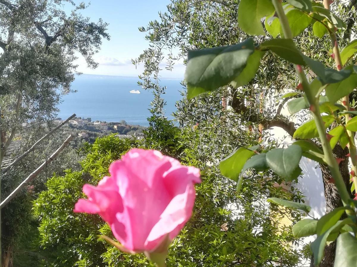 Casa Vacanza L'Ulivo Villa Sorrento Eksteriør bilde