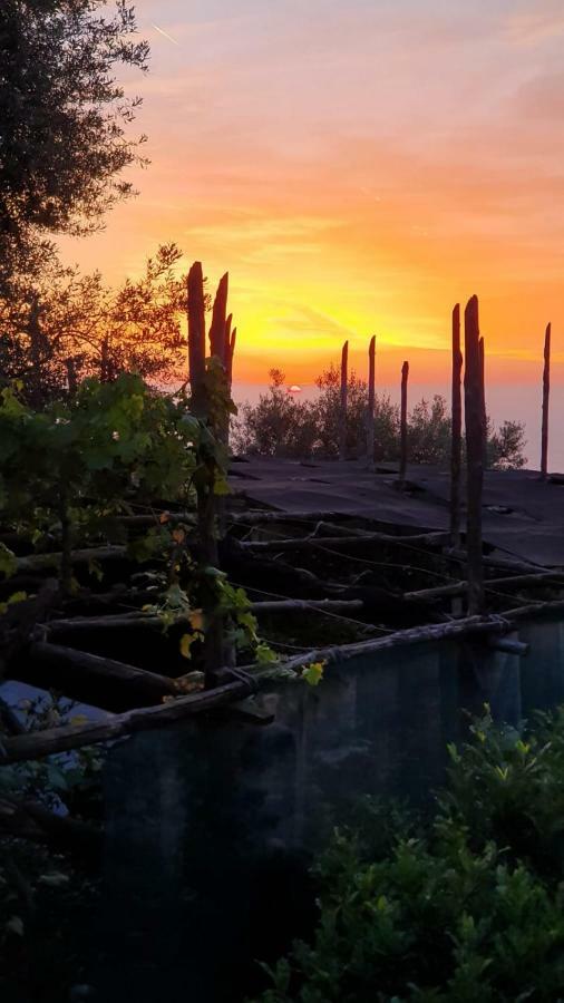 Casa Vacanza L'Ulivo Villa Sorrento Eksteriør bilde